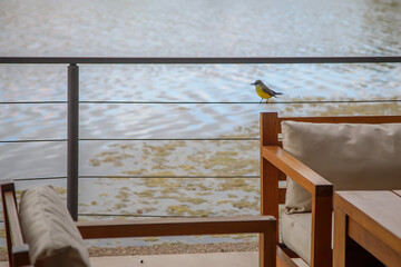 little bird in the balcony