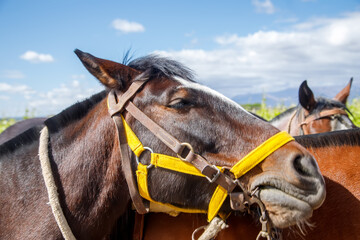 close up of a horse