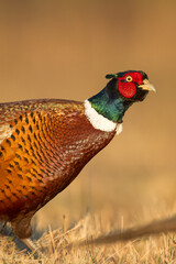 Bird - Common pheasant Phasianus colchius Ring-necked pheasant in natural habitat wildlife Poland Europe
