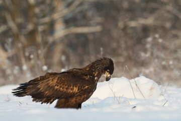 Birds of prey - Majestic predator White-tailed eagle, Haliaeetus albicilla in Poland wild nature