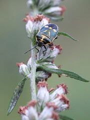 Rape bug, Eurydema oleracea, also known as crucifer shield bug, cabbage bug or brassica bug, feeding on Mugwort, Artemisia vulgaris