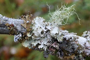 Epiphytic lichens growing on spruce in Finland:  scientific names Usnea filipendula, Platismatia...