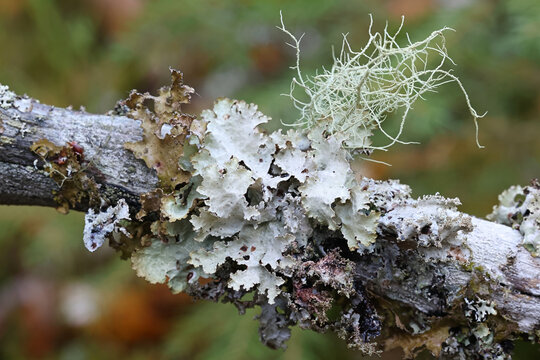 Epiphytic lichens growing on spruce in Finland:  scientific names Usnea filipendula, Platismatia glauca and  Tuckermannopsis chlorophylla