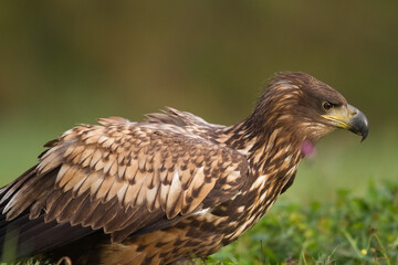 Birds of prey - Majestic predator White-tailed eagle, Haliaeetus albicilla in Poland wild nature
