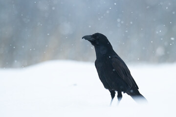 Bird beautiful raven Corvus corax North Poland Europe