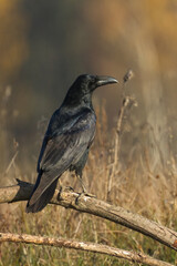 Bird beautiful raven Corvus corax North Poland Europe