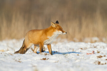 Fox Vulpes vulpes in natural scenery, Poland Europe, animal walking among meadow
