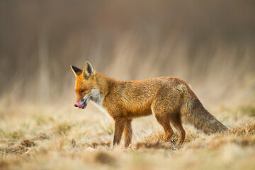 Fox Vulpes vulpes in natural scenery, Poland Europe, animal walking among meadow