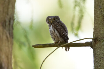 Pygmy owl Glaucidium passerinum little owl natural dark forest north parts of Poland Europe	