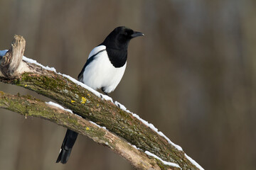 Flying bird Eurasian Magpie or Common Magpie or Pica pica with colorful background