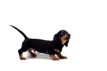 はしゃぐ子犬　ミニチュアダックスフンド　白バック