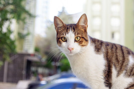 cute tabby cat , furry feline close-up.