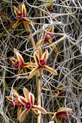 Cymbidium aloifolium