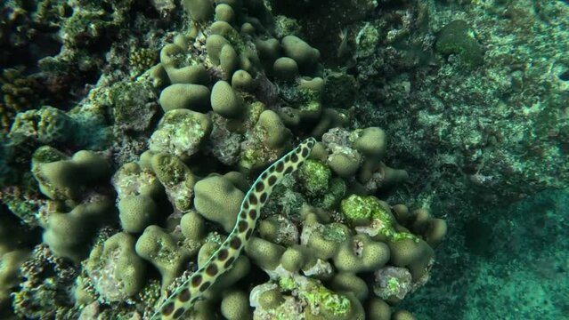 Spotted snake eels gracefully gliding along the reef, a unique underwater spectacle. 