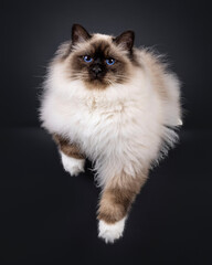 Majestic adult seal point Sacred Birman cat, laying facing front on edge. Looking towards camera...