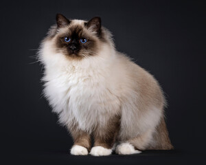 Majestic adult seal point Sacred Birman cat, standing ways. Looking beside camera with deep blue...