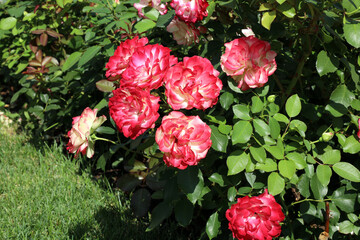 original bush of two-color rose (white and red) blooms on a summer day in the park