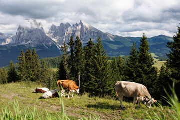 Grasende Kühe in den Alpen
