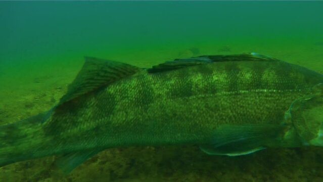 A Zander attacks the camera on a spawning ground, capturing a rare and dynamic moment. Check my gallery for similar footages.

