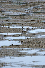 干潟のカニ  ヤマトオサガニ　群れ