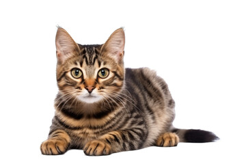 cute cat PNG isolated on white transparent background