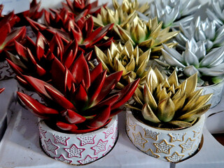 cacti painted with floristic spray in red, gold and silver colors with glitter. as a gift for friends in a Christmas-themed planter to buy at a garden store.