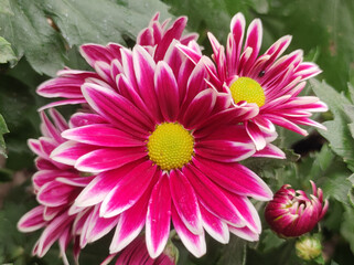 pink and purple blooming chrysanthemums 