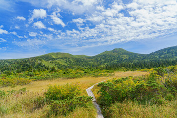 Naklejka premium 夏の八甲田山の毛無岱 青森県青森市観光