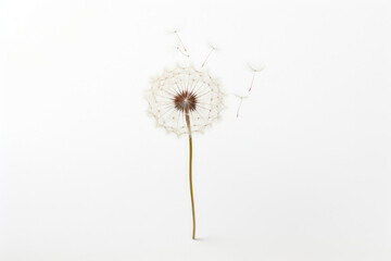 Summer white flower plant dandelion flora stem spring isolated seed fluffy macro nature - Powered by Adobe
