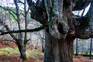 Castañar en Casillas a finales de otoño.