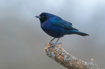  Shiny cowbird in Calden forest environment, La Pampa Province, Patagonia, Argentina.