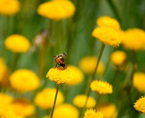 Reproducción de la mosca
#mosca #fly #naturaleza #polinización #insectos #reproduccion #vida #pareja #botanica #biologia #ecosistema