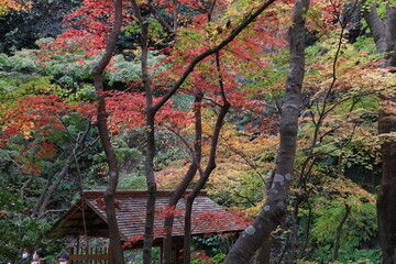 秋の鎌倉。一条恵観(ｴｶﾝ)山荘の紅葉。