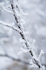 Frosty winter, Rime ice -  wildflower meadow landscape with frosty ice on plants. Delicate natural background.