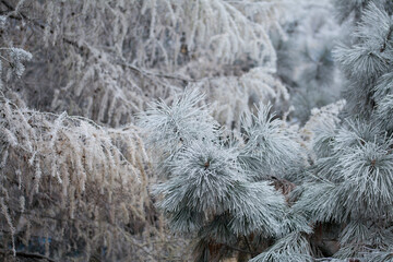 Frosty pine tree brunches  - winter white landscape with cristals of snow on the needles.