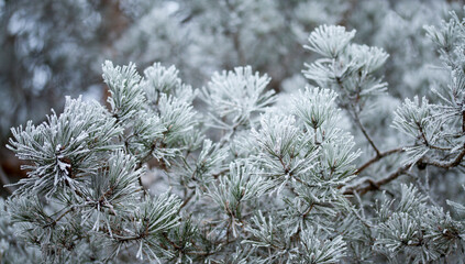 Frosty pine tree brunches  - winter white landscape with cristals of snow on the needles.