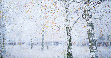 Silver birch tree covered in winter frost - yellow leaves contrasts with cold blue winter landscape background.