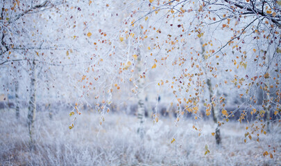Silver birch tree covered in winter frost - yellow leaves contrasts with cold blue winter landscape...