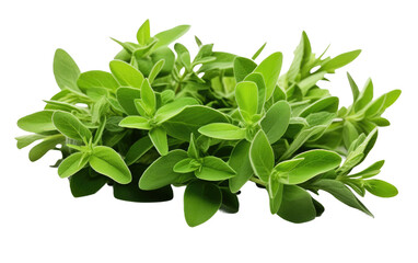 Thyme Flavor Leaves On Transparent Background