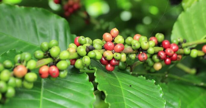 Coffee beans grow on tree 