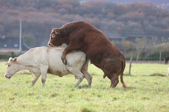 Parade de d'accouplement d'un taureau et une vache