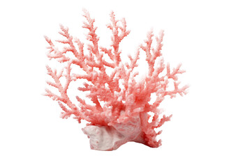 Fototapeta premium Pink coral under the sea isolated on transparent background