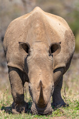 Rhino Young Male Wildlife Animal Face To Face Encounter. - 691448490