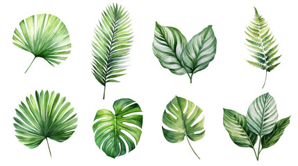 Fototapeta na wymiar Exotic plants, tropical plant leaves, palm leaves and monstera on white background, vector watercolor illustration,Palm Sunday
