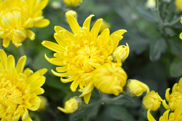 Fototapeta premium yellow blooming chrysanthemums in the garden