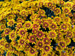 yellow blooming chrysanthemums in the garden