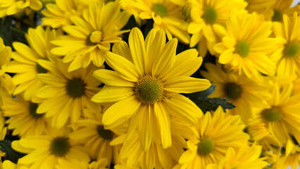 yellow blooming chrysanthemums in the garden