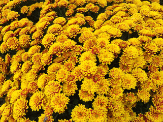 yellow blooming chrysanthemums in the garden