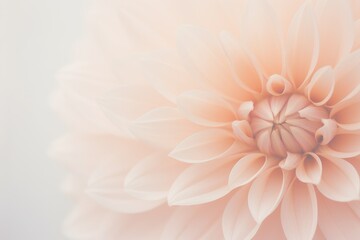 Dahlia background in peach color, 2024 year trend