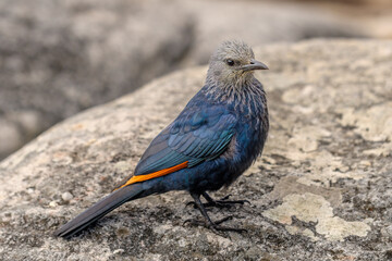 Red-winged starling (Onychognathus morio)